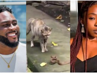 Cats are not witches…"— BBNaija star Pere advises people to own cats to avoid snakes